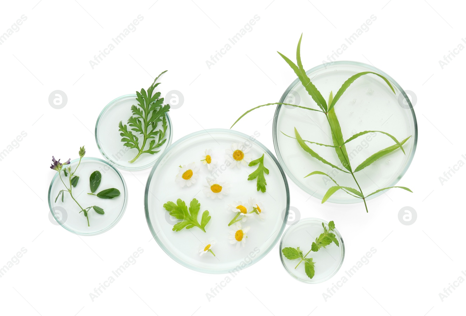 Photo of Petri dishes with chamomile flowers and green leaves isolated on white, top view