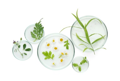 Photo of Petri dishes with chamomile flowers and green leaves isolated on white, top view