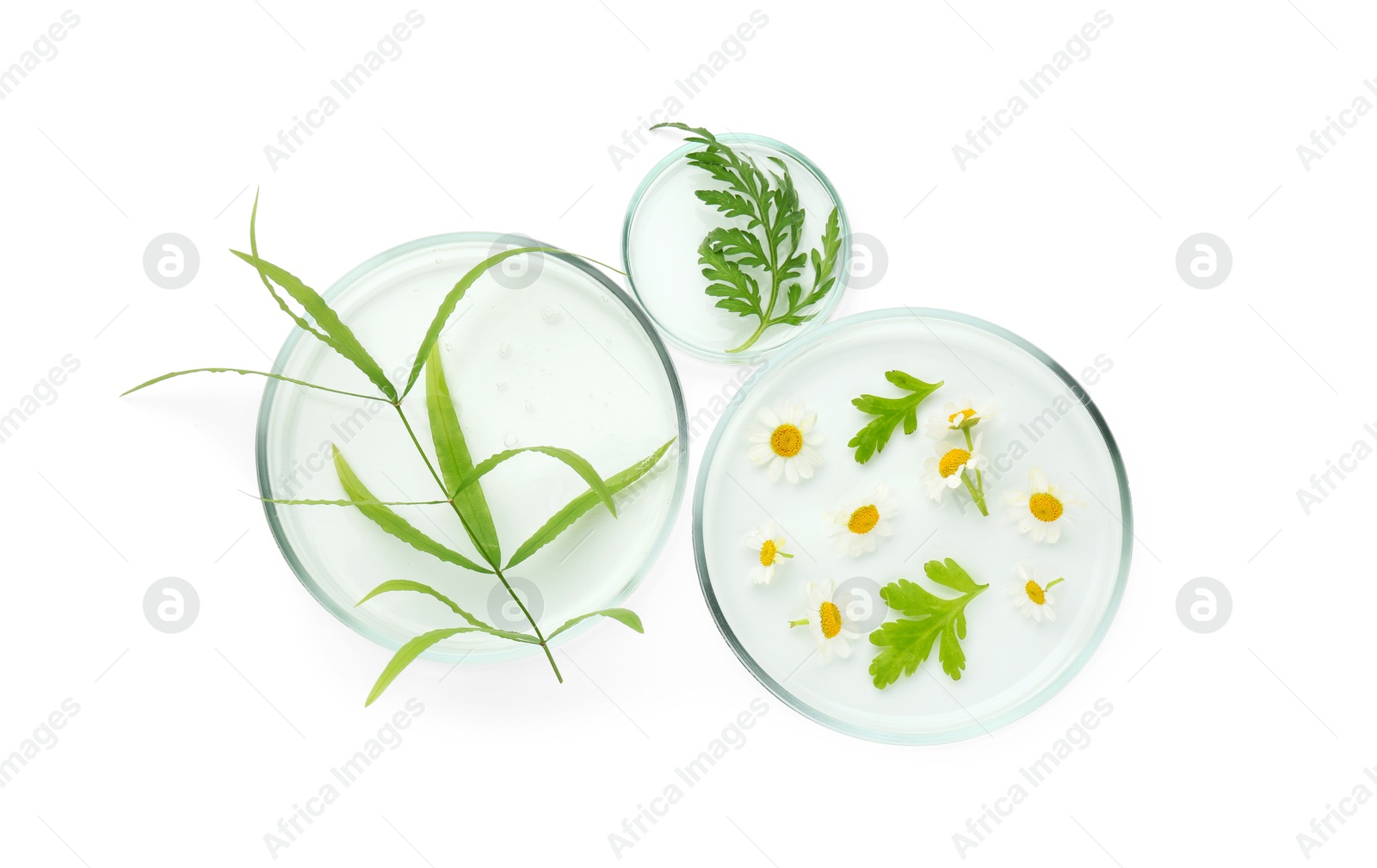 Photo of Petri dishes with chamomile flowers and green leaves isolated on white, top view