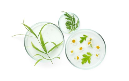 Photo of Petri dishes with chamomile flowers and green leaves isolated on white, top view