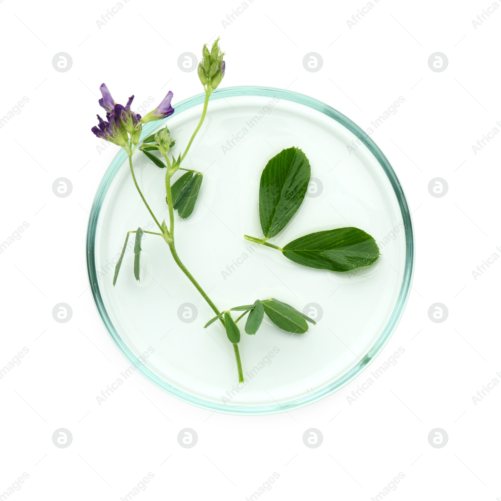 Photo of Petri dish with flower and green leaves isolated on white, top view