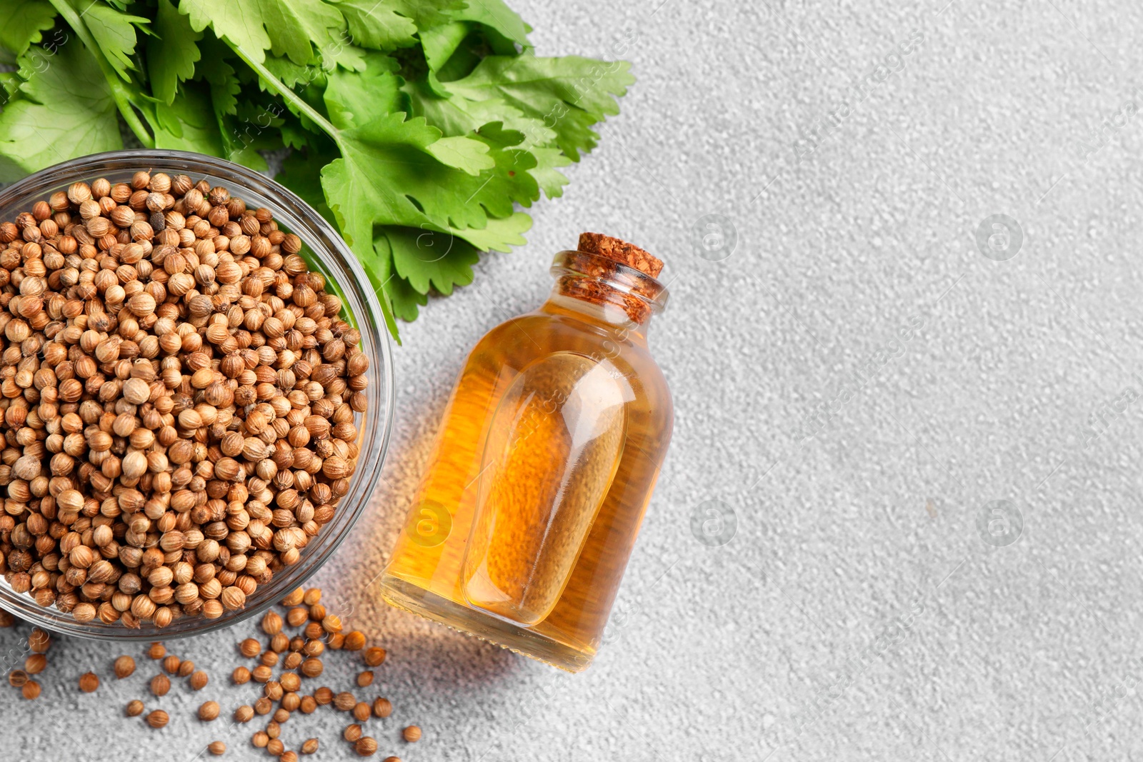 Photo of Coriander essential oil, seeds and green leaves on grey table, top view. Space for text