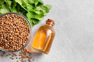 Coriander essential oil, seeds and green leaves on grey table, top view. Space for text