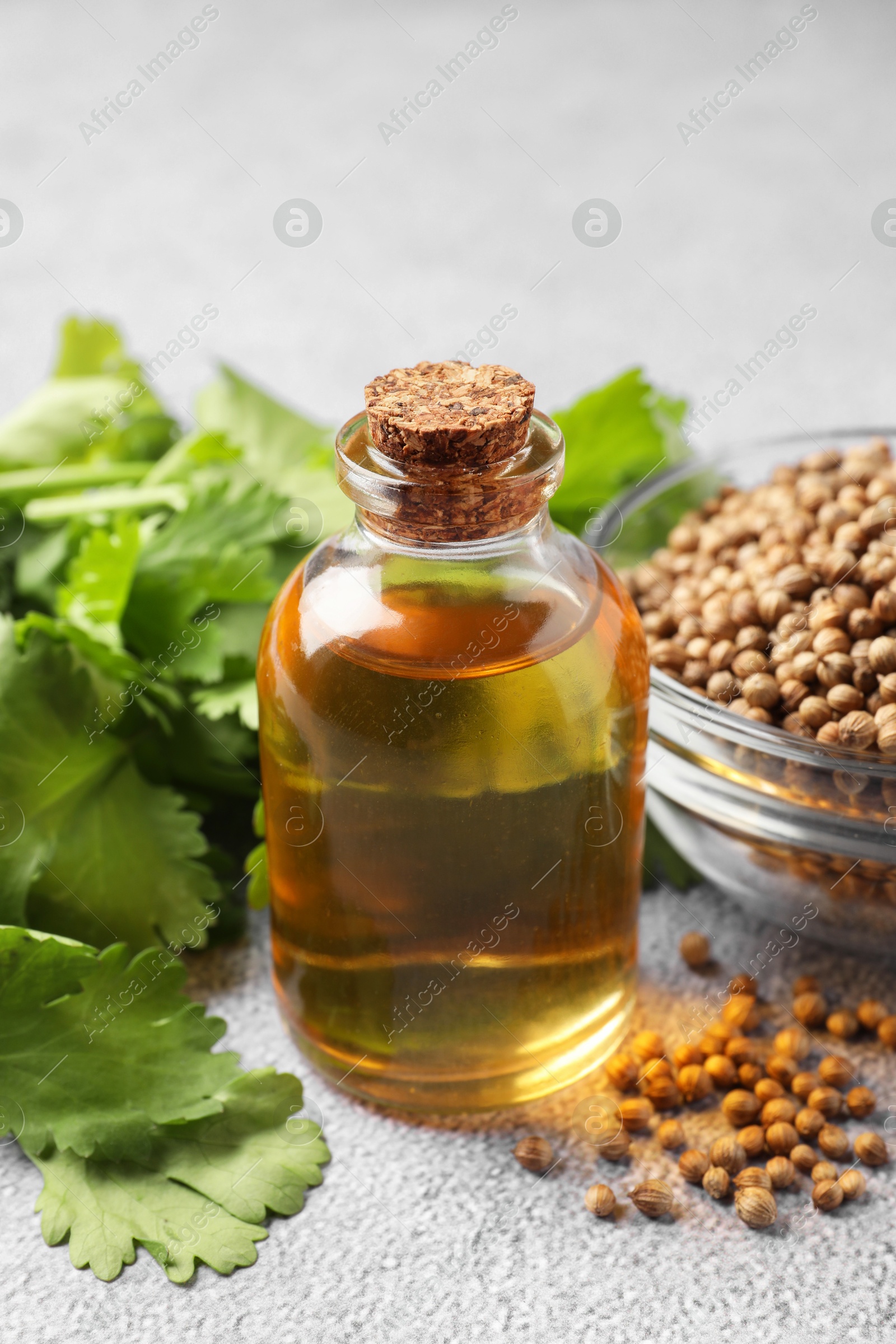 Photo of Coriander essential oil, seeds and green leaves on grey table