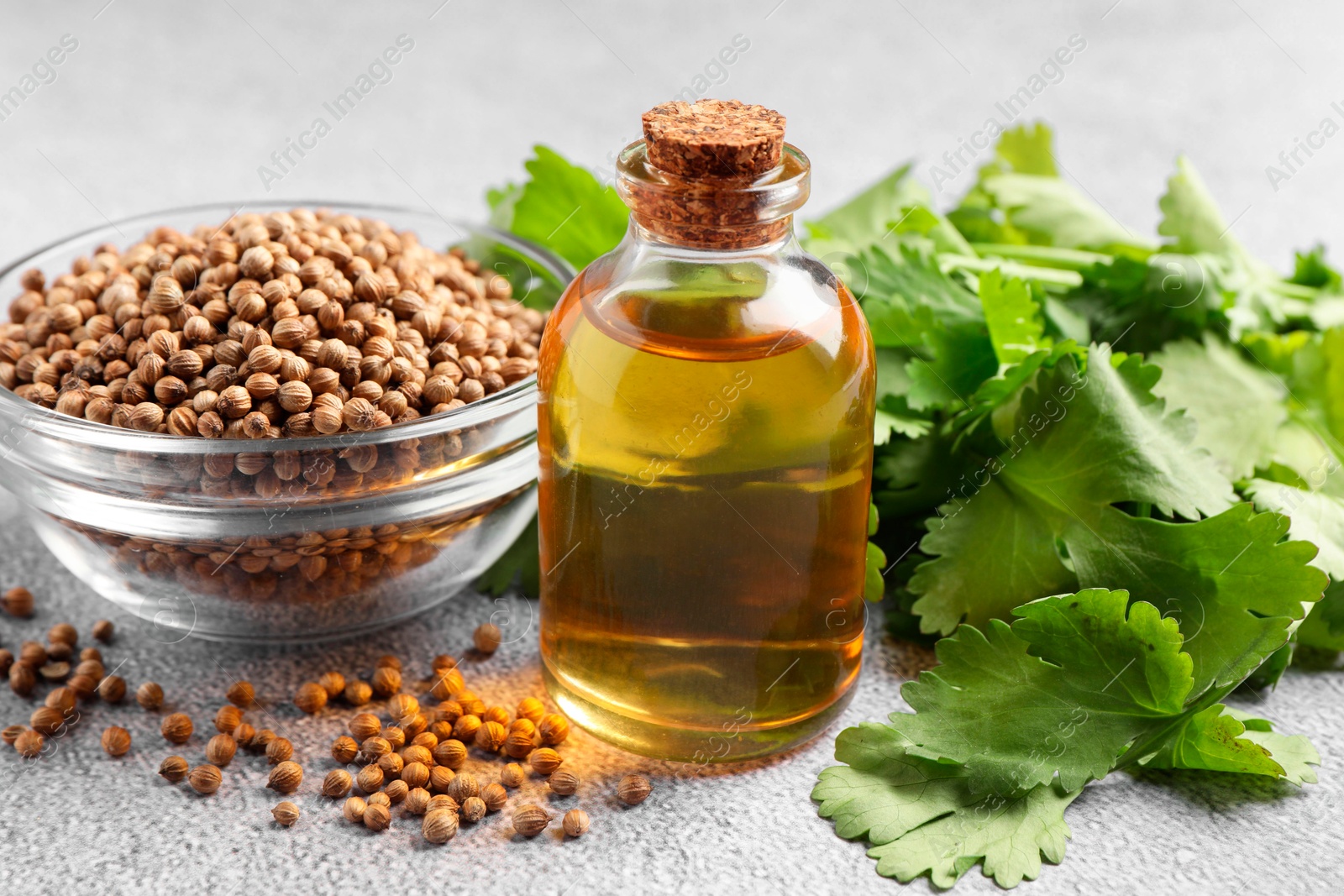 Photo of Coriander essential oil, seeds and green leaves on grey table