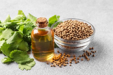 Coriander essential oil, seeds and green leaves on grey table