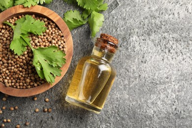 Coriander essential oil, seeds and green leaves on grey table, top view. Space for text