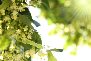 Photo of Beautiful linden tree with blossoms and green leaves outdoors, space for text