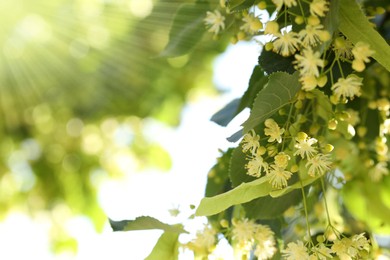 Photo of Beautiful linden tree with blossoms and green leaves outdoors, space for text