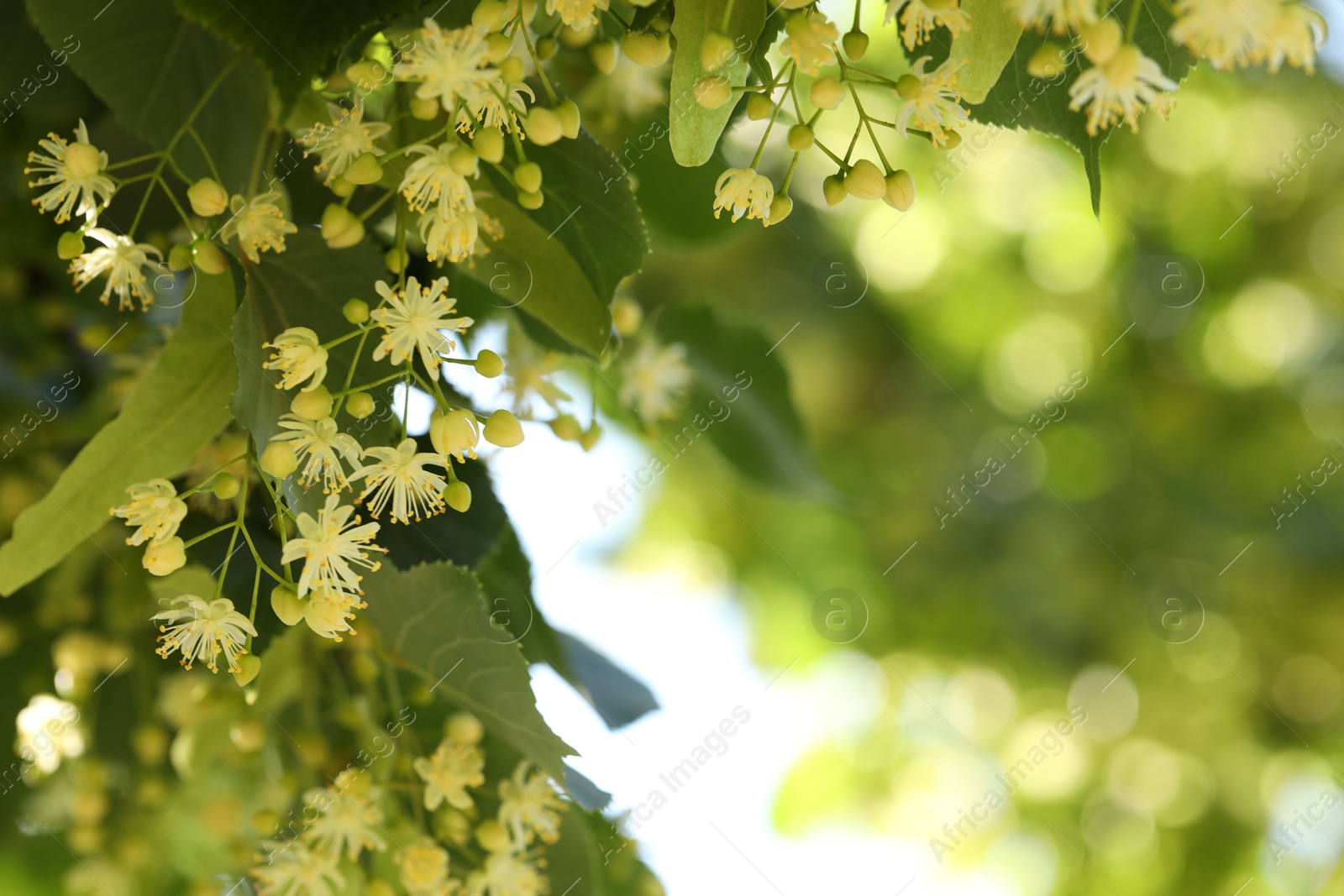 Photo of Beautiful linden tree with blossoms and green leaves outdoors, space for text