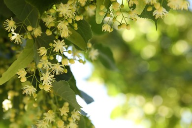 Beautiful linden tree with blossoms and green leaves outdoors, space for text