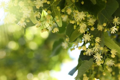 Photo of Beautiful linden tree with blossoms and green leaves outdoors, space for text