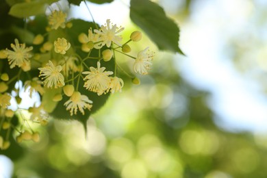 Beautiful linden tree with blossoms and green leaves outdoors, space for text