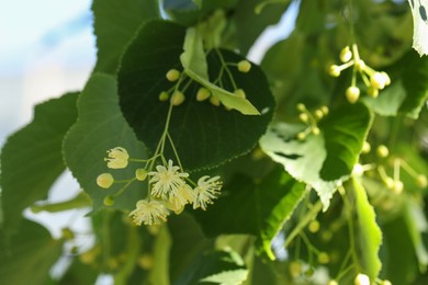 Photo of Beautiful linden tree with blossoms and green leaves outdoors