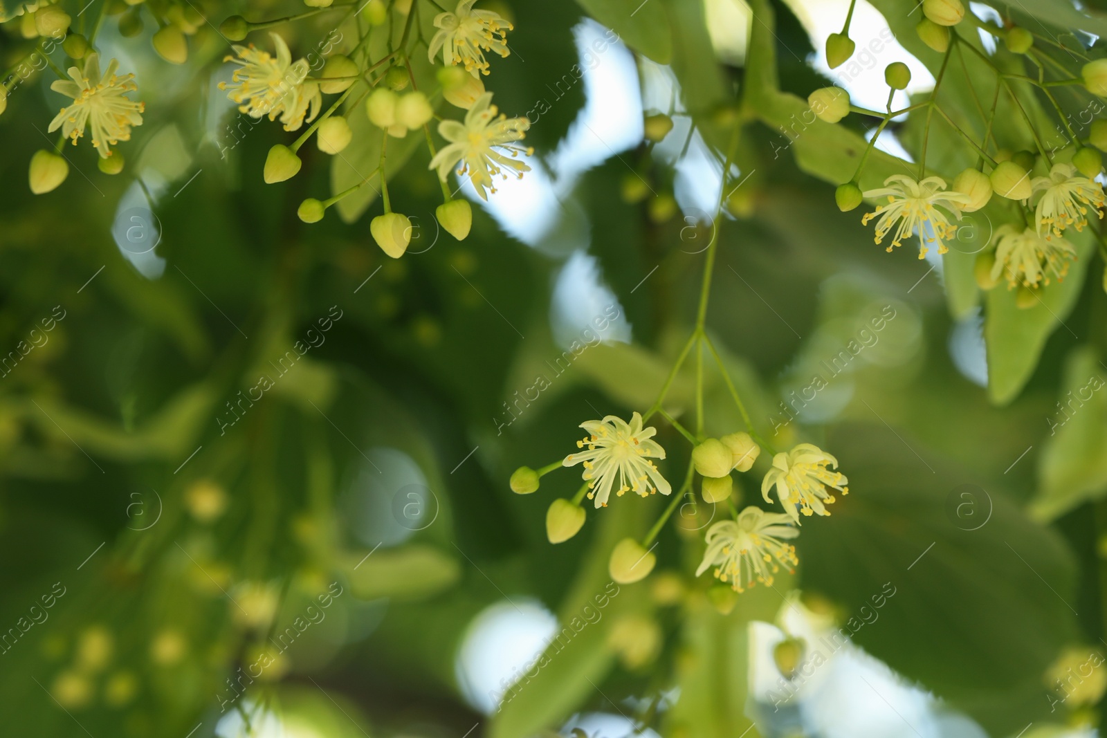 Photo of Beautiful linden tree with blossoms and green leaves outdoors