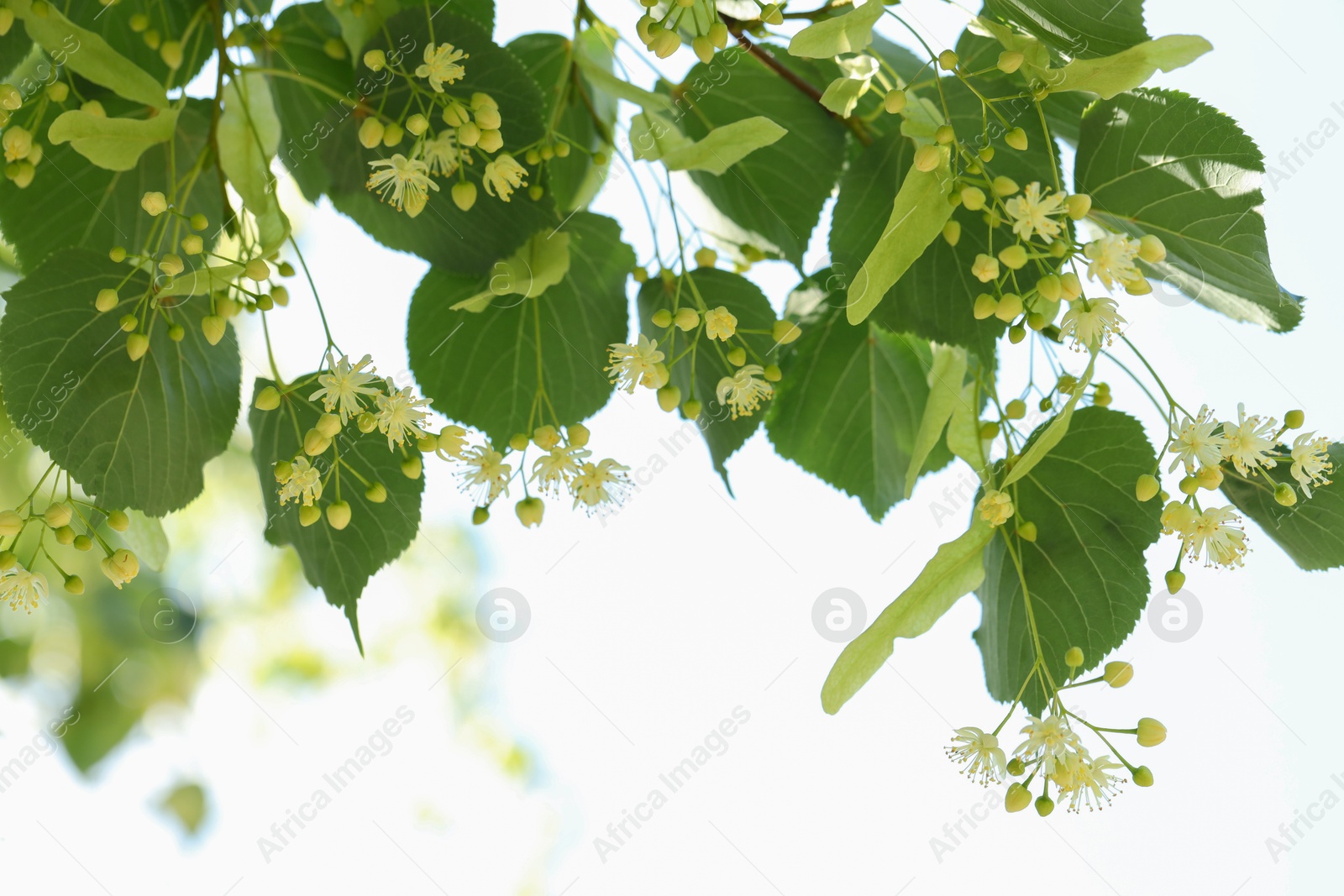 Photo of Beautiful linden tree with blossoms and green leaves outdoors