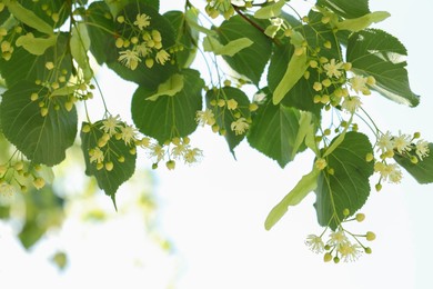 Beautiful linden tree with blossoms and green leaves outdoors