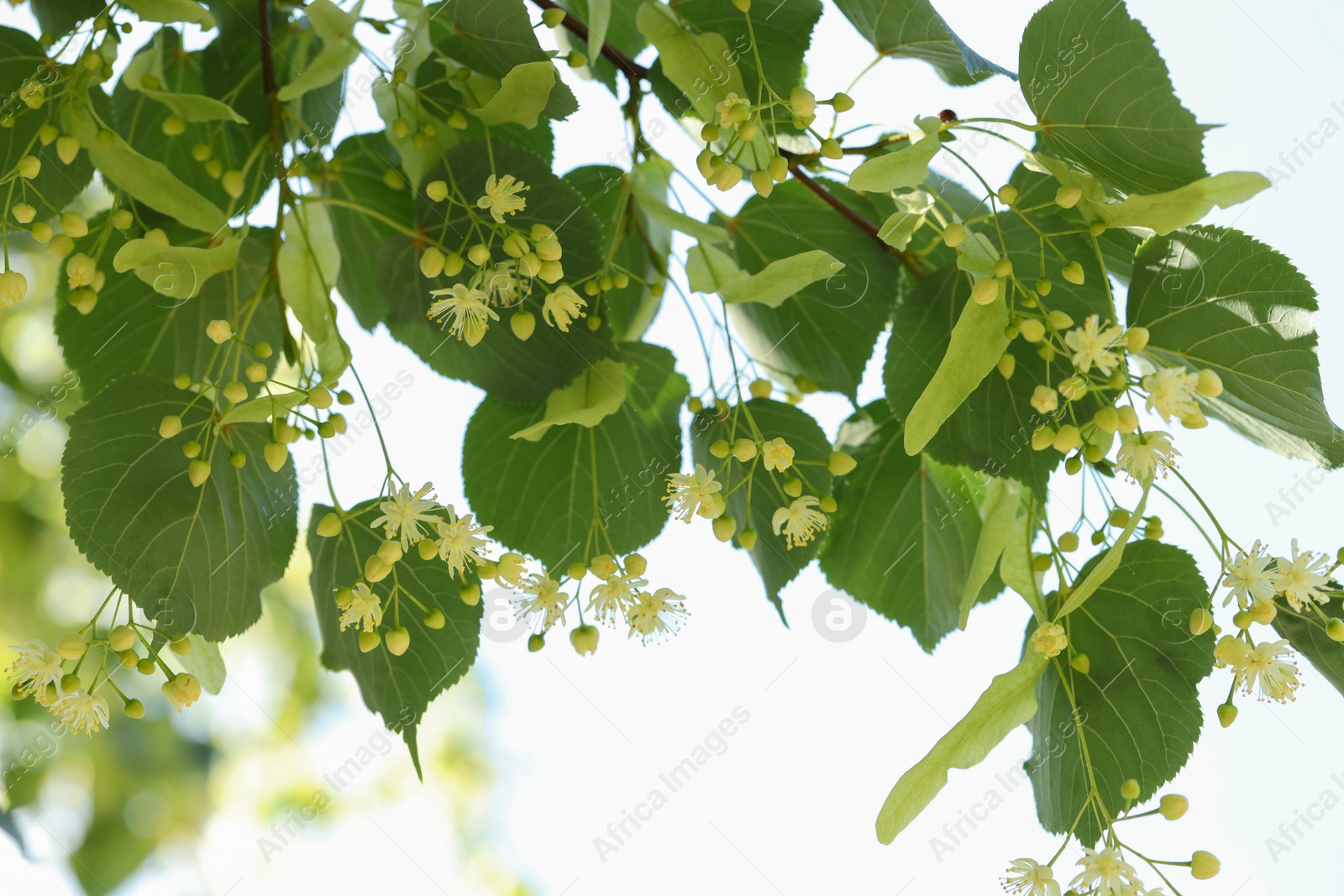 Photo of Beautiful linden tree with blossoms and green leaves outdoors