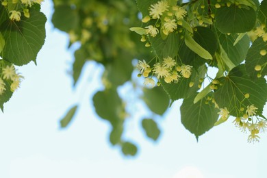 Beautiful linden tree with blossoms and green leaves against blue sky