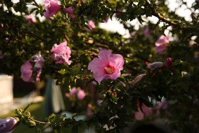 Beautiful pink hibiscus bud growing in garden