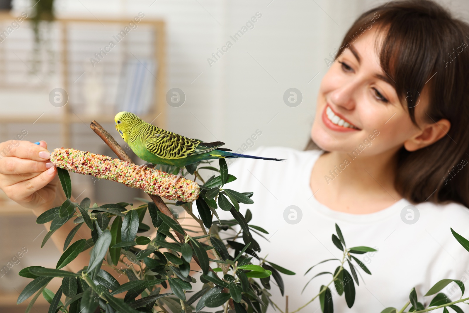 Photo of Woman feeding bright parrot with bird treat indoors, selective focus. Exotic pet