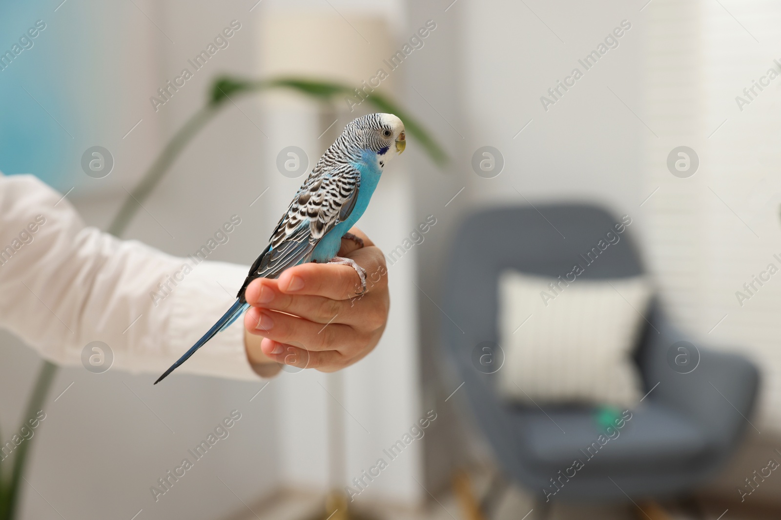 Photo of Woman with bright parrot at home, closeup. Space for text