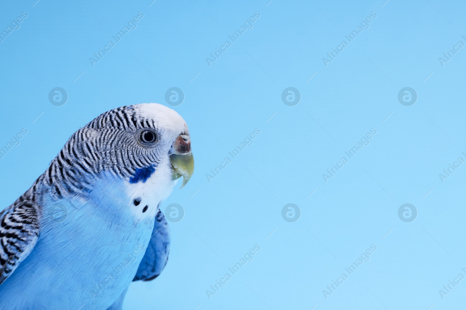 Photo of Beautiful bright parrot on light blue background, space for text. Exotic pet