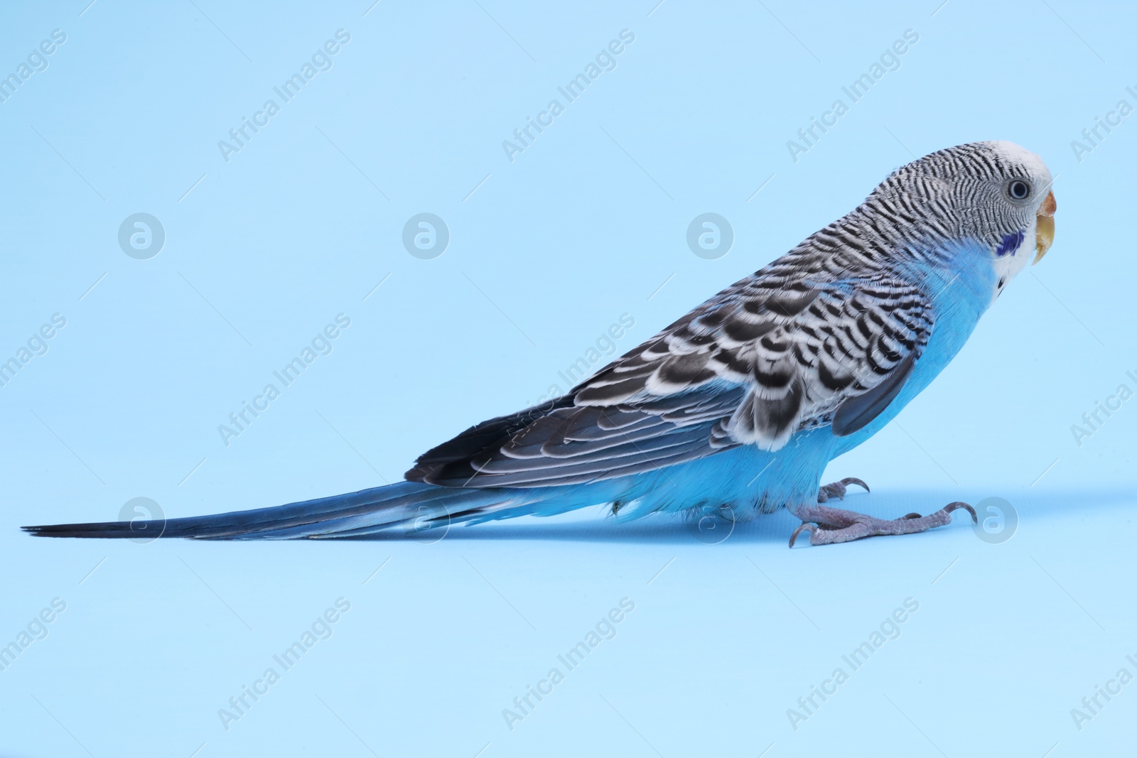 Photo of Beautiful bright parrot on light blue background. Exotic pet