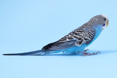 Beautiful bright parrot on light blue background. Exotic pet