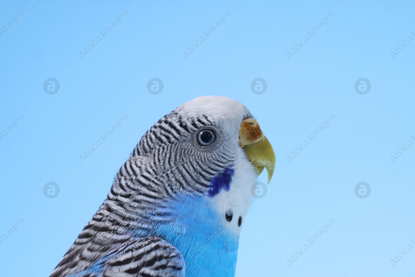 Photo of Beautiful bright parrot on light blue background, closeup. Exotic pet