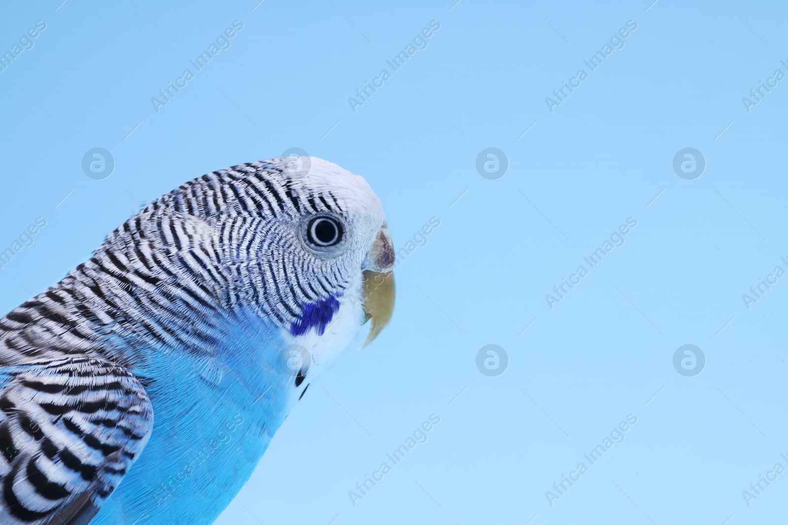 Photo of Exotic pet. Beautiful bright parrot on light blue background, closeup. Space for text