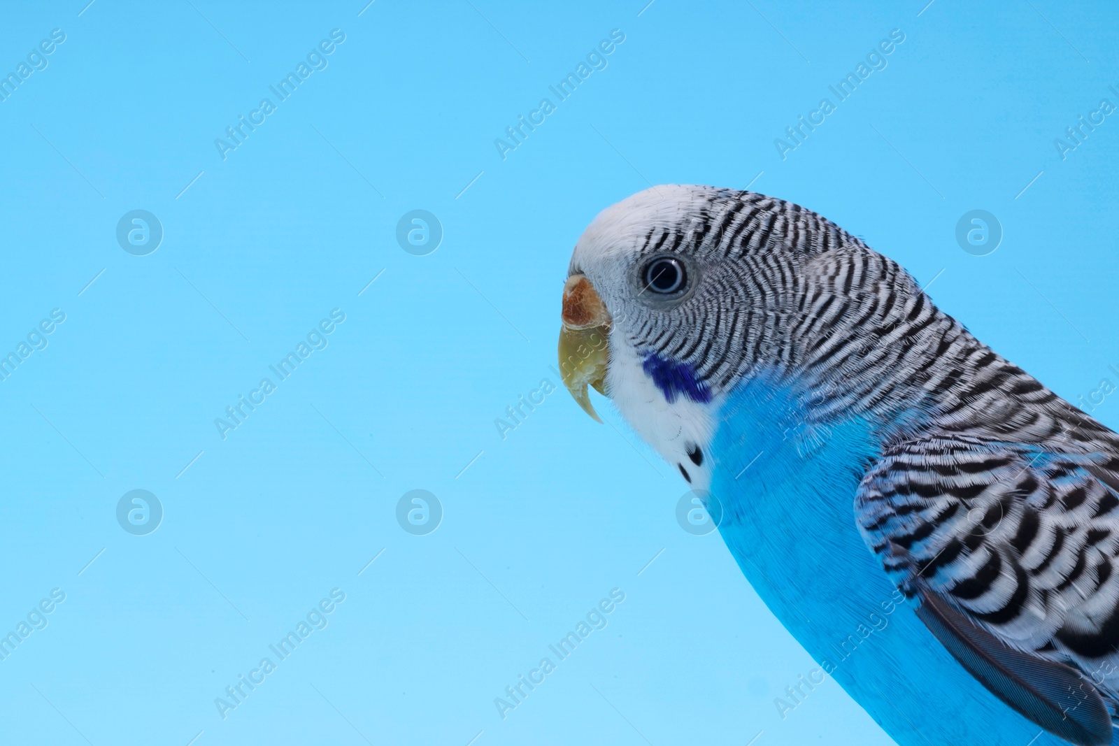 Photo of Exotic pet. Beautiful bright parrot on light blue background, closeup. Space for text