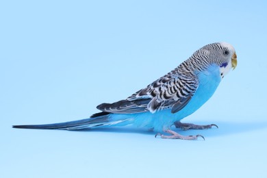 Photo of Beautiful bright parrot on light blue background. Exotic pet