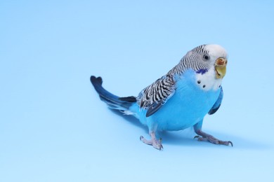 Photo of Beautiful bright parrot on light blue background, space for text. Exotic pet