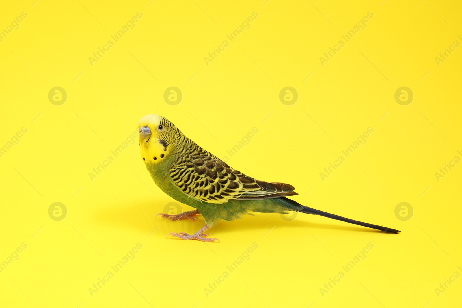 Photo of Beautiful bright parrot on yellow background. Exotic pet