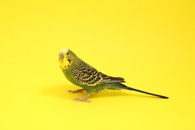 Photo of Beautiful bright parrot on yellow background. Exotic pet