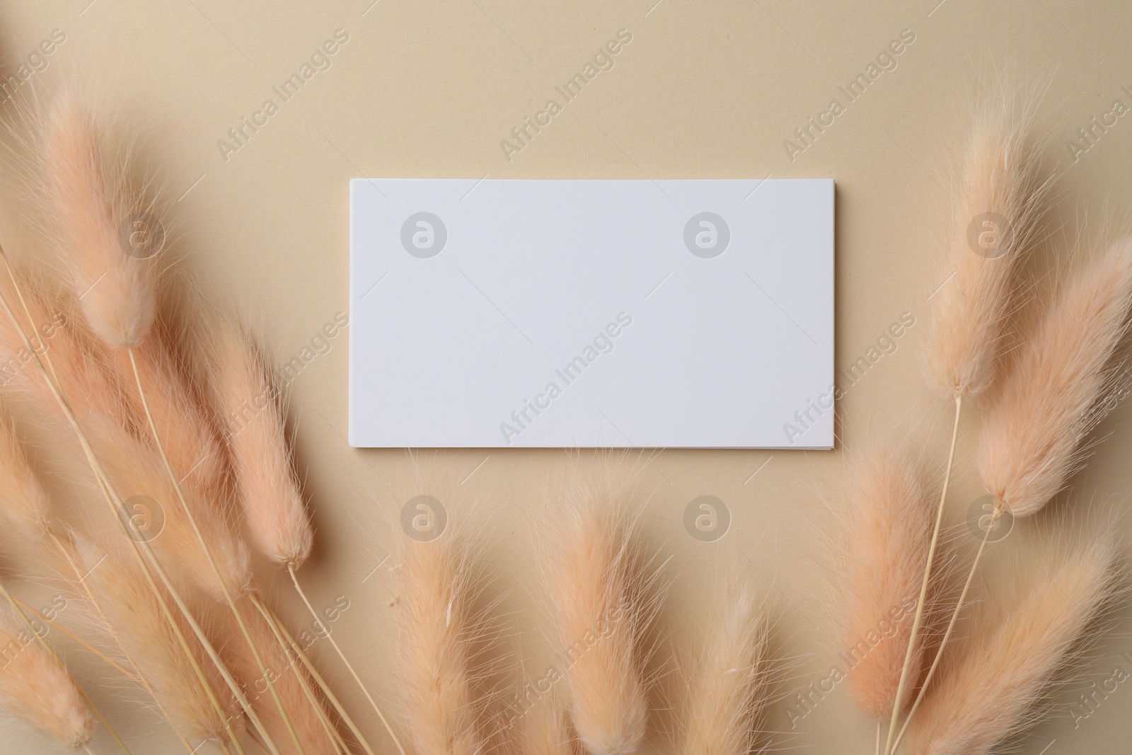 Photo of Blank business cards and dried plants on beige background, flat lay. Mockup for design