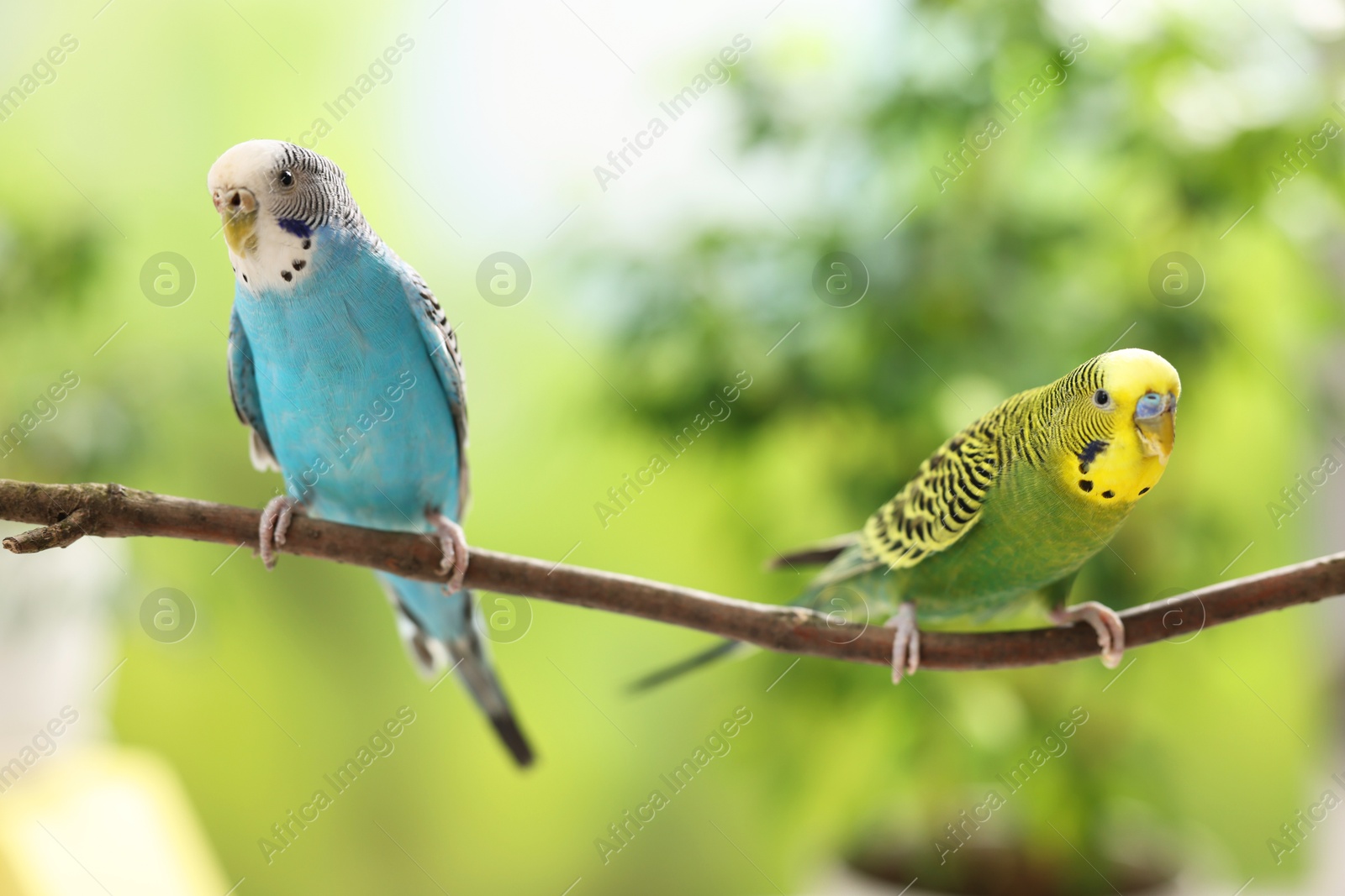 Photo of Pet parrot. Cute budgerigars sitting on stick against blurred background