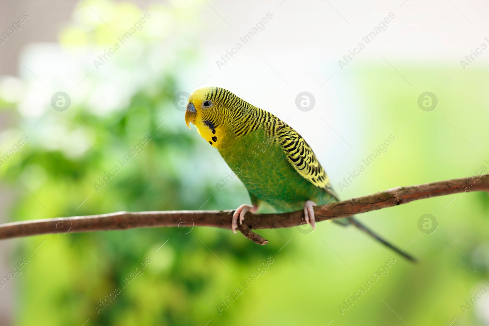 Photo of Pet parrot. Cute budgerigar sitting on stick against blurred background