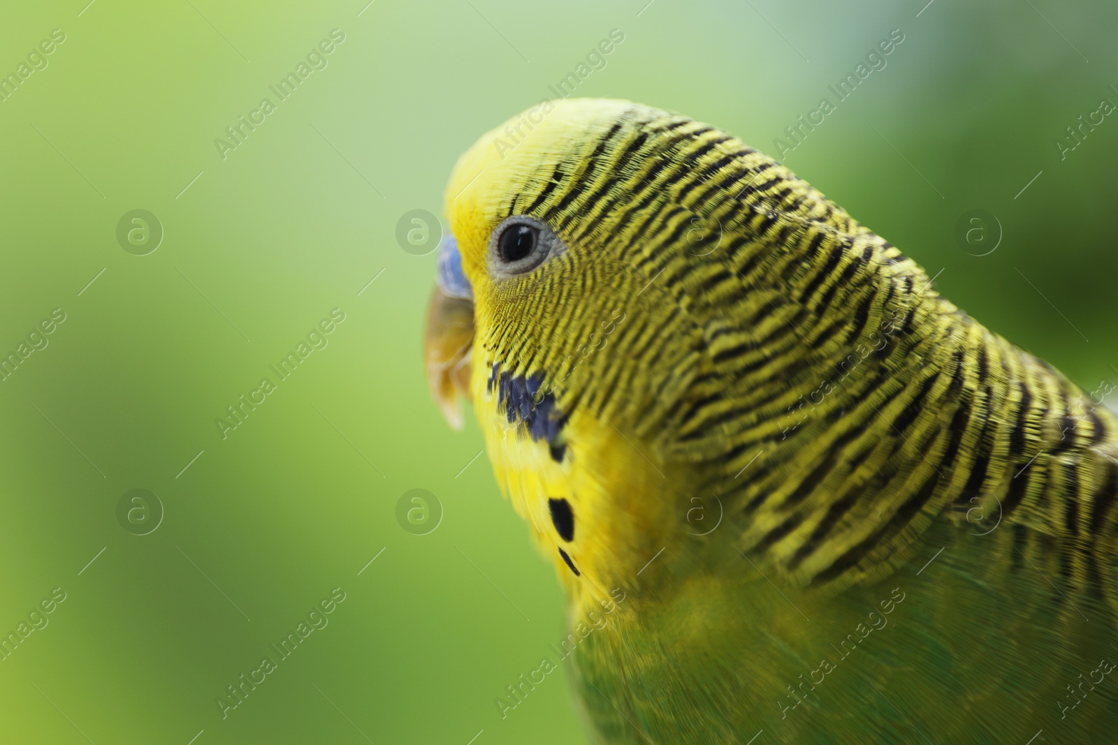 Photo of Pet parrot. Cute green budgerigar on blurred background, closeup. Space for text