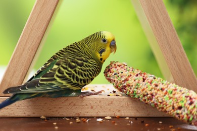 Photo of Pet parrot. Cute budgerigar and bird treat on wooden feeder