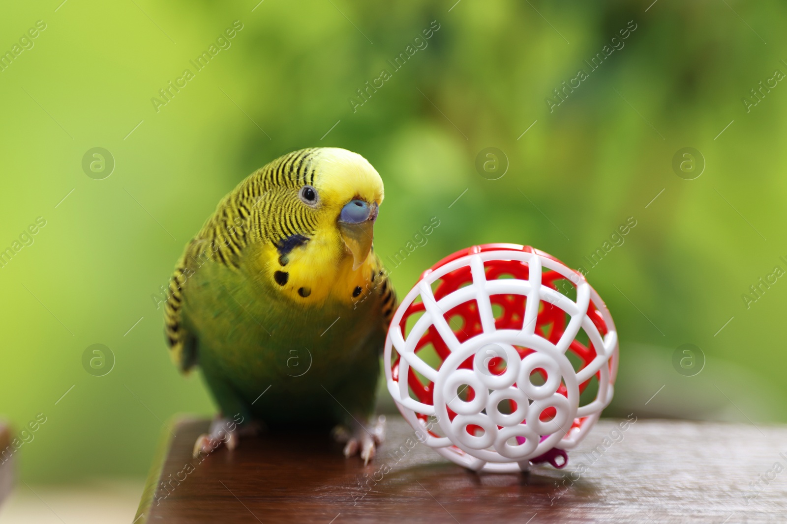 Photo of Pet parrot. Cute budgerigar and toy ball on wooden table