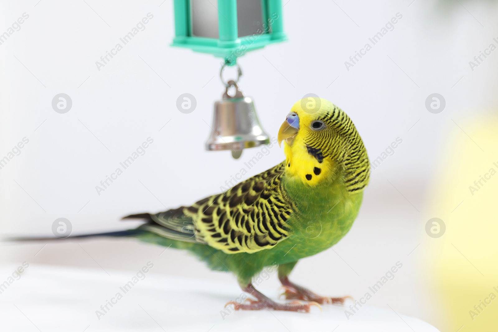 Photo of Pet parrot. Cute budgerigar and toy bell on white table