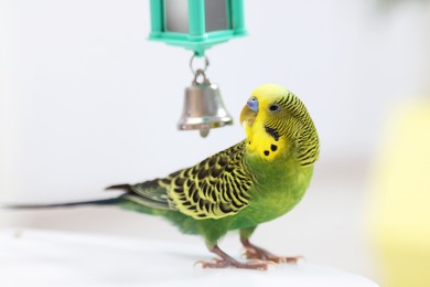 Pet parrot. Cute budgerigar and toy bell on white table