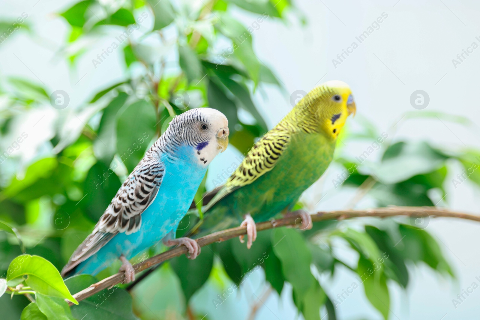 Photo of Pet parrot. Cute budgerigars sitting on stick against blurred background