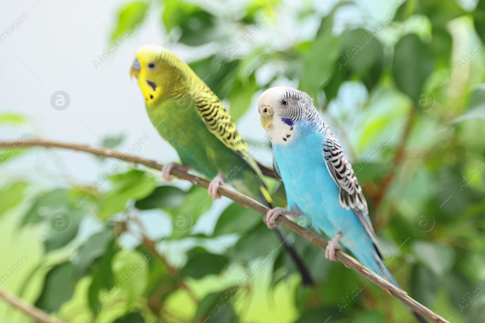 Photo of Pet parrot. Cute budgerigars sitting on stick against blurred background