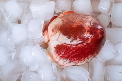 Photo of One heart on ice cubes, top view