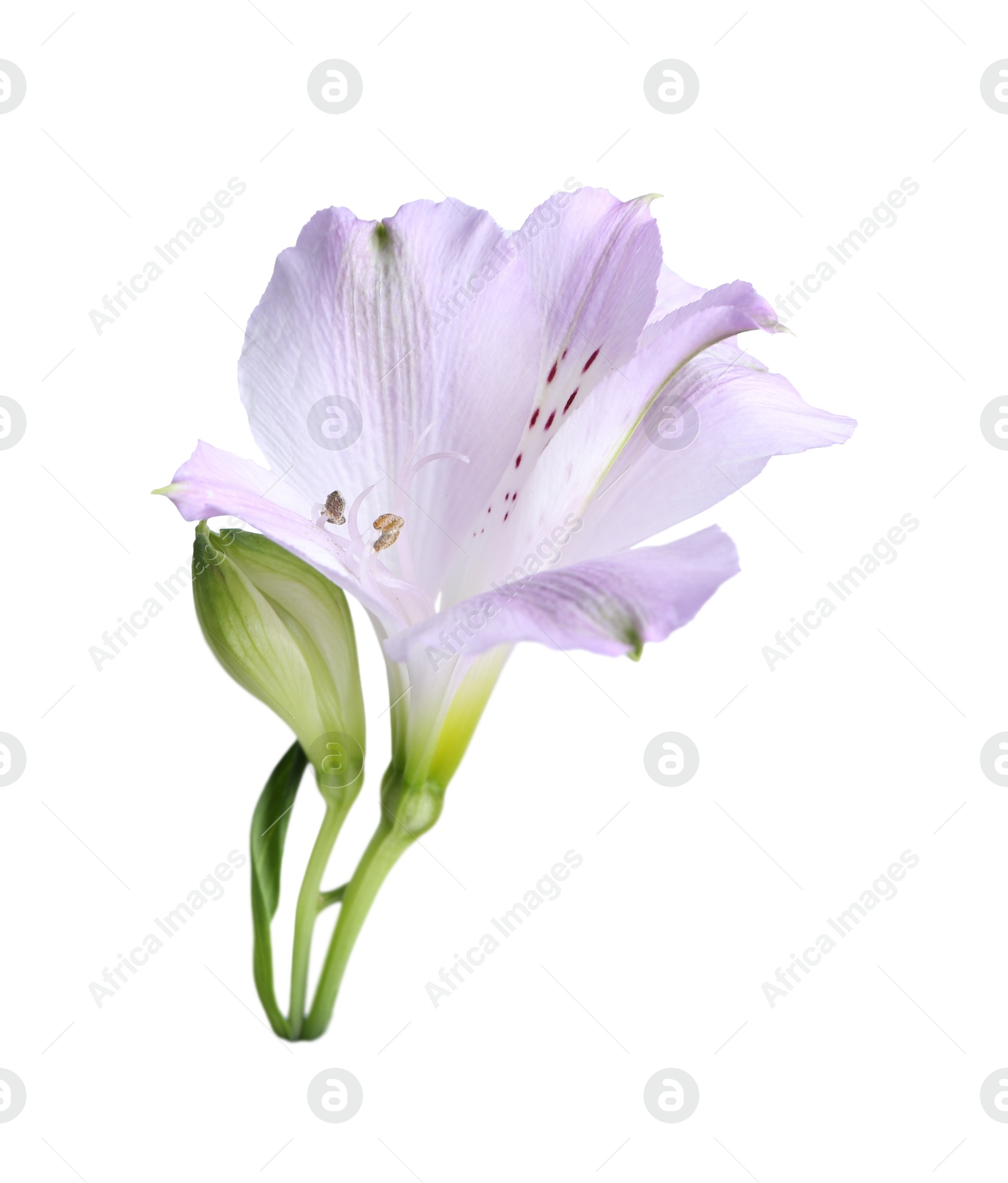 Photo of Beautiful violet alstroemeria flower isolated on white