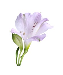 Photo of Beautiful violet alstroemeria flower isolated on white