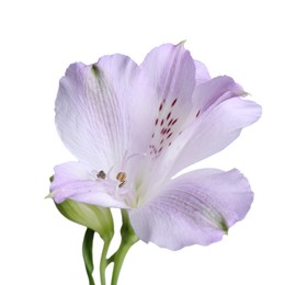 Photo of Beautiful violet alstroemeria flower isolated on white